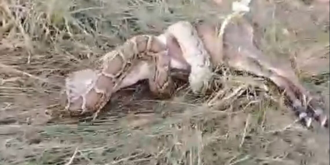 ग्रेटर नोएडा में दिखा अजगर का आतंक, नीलगाय के बच्चे को जकड़ कर मारा, ग्रामीणों ने किया रेस्क्यू