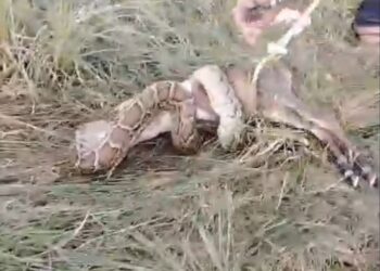 ग्रेटर नोएडा में दिखा अजगर का आतंक, नीलगाय के बच्चे को जकड़ कर मारा, ग्रामीणों ने किया रेस्क्यू