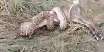 ग्रेटर नोएडा में दिखा अजगर का आतंक, नीलगाय के बच्चे को जकड़ कर मारा, ग्रामीणों ने किया रेस्क्यू