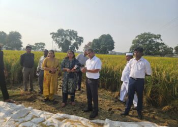 जिलाधिकारी ने ग्राम चिरसी तहसील सदर में धान की फसल की क्रॉप कटिंग का स्थलीय निरीक्षण