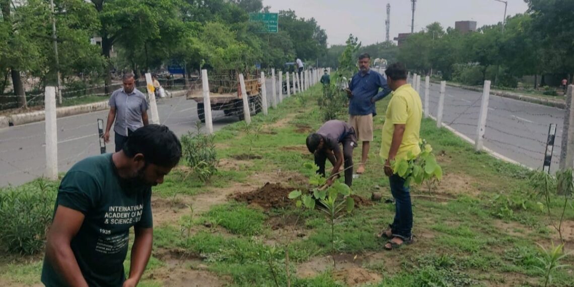 उद्यान विभाग ने सूखे पौधे हटाए, नए पौधे लगाए