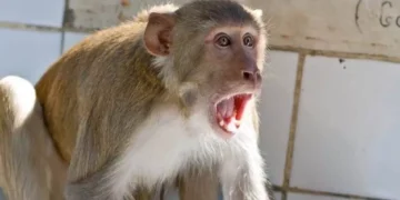 ग्रेटर नोएडा के सूरजपुर कस्बे में पागल बंदर का आतंक: मासूम बच्चा बना शिकार, बच्चा हुआ घायल