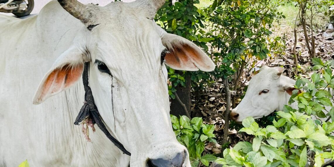 विकास की दौड़ में विलुप्त होती करुणा: गौवंश संरक्षण की सामूहिक पुकार